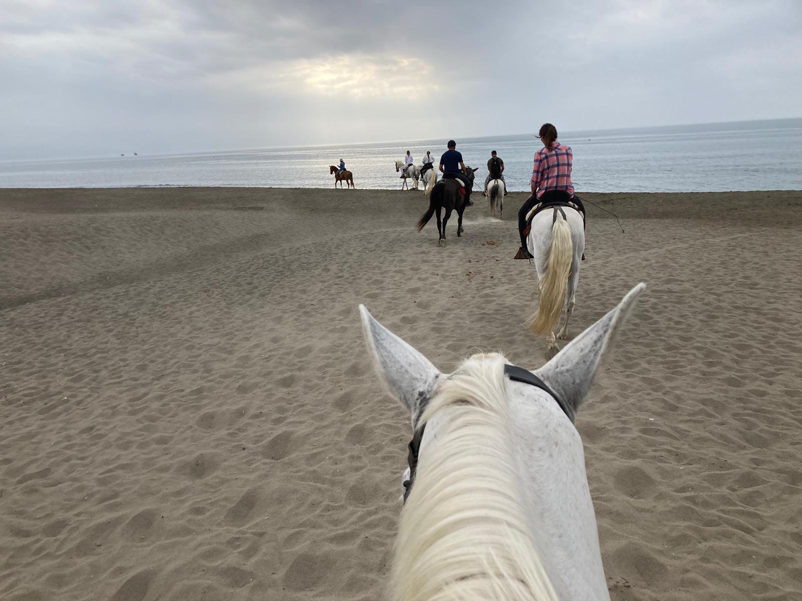 horseback rides on the beach torremolinos malaga