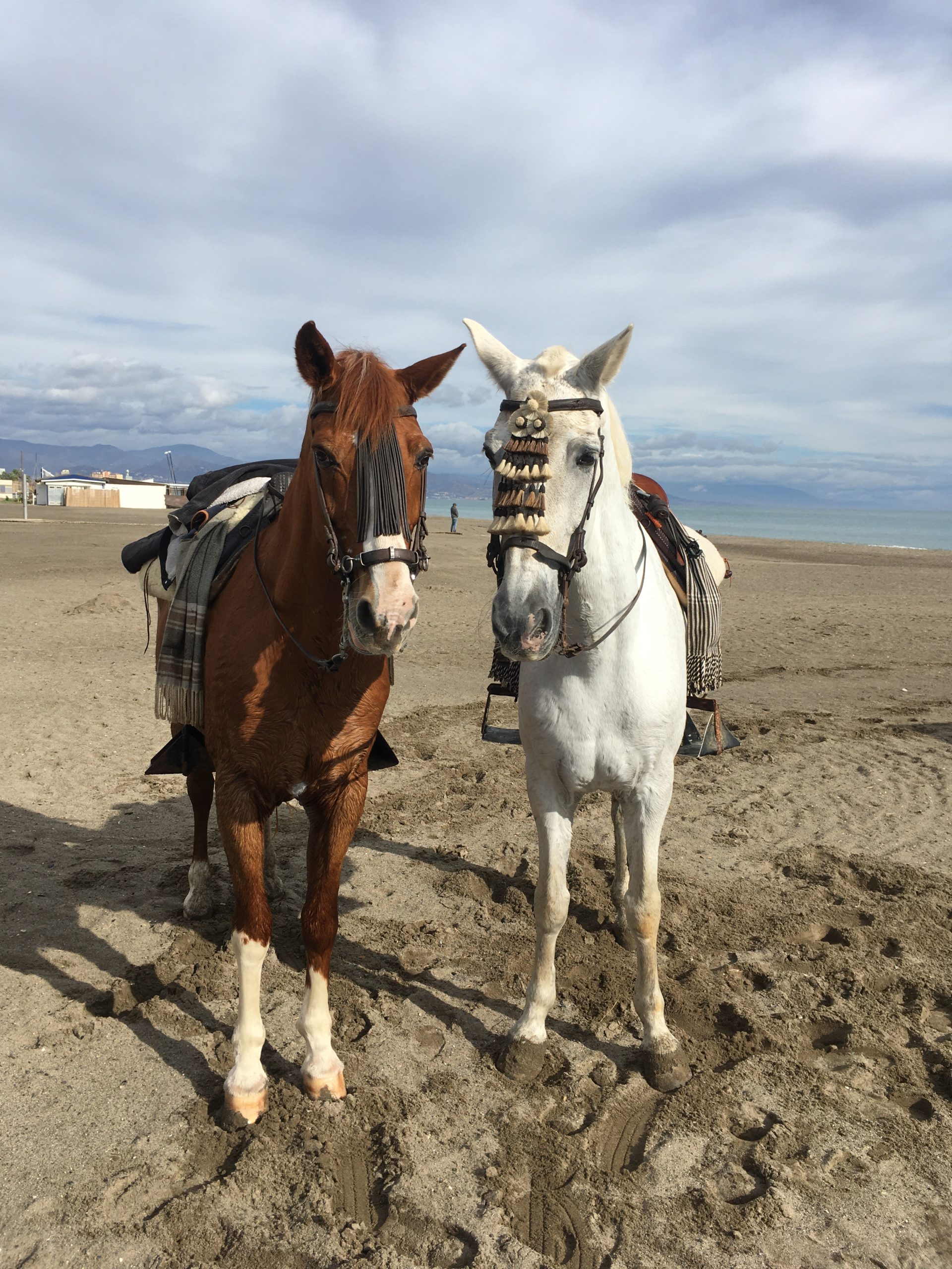 ride horses on the beach torremolinos
