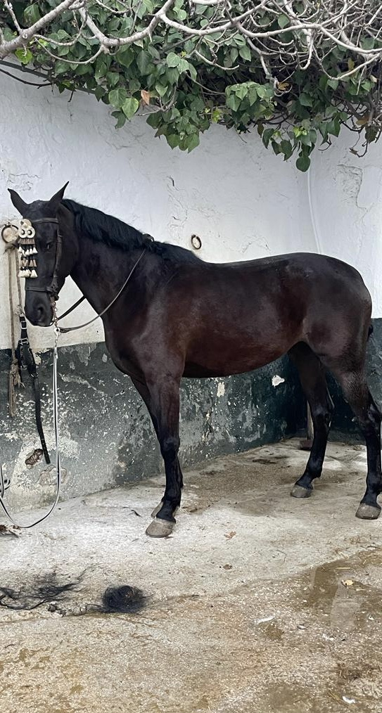 Horses in malaga torremolinos