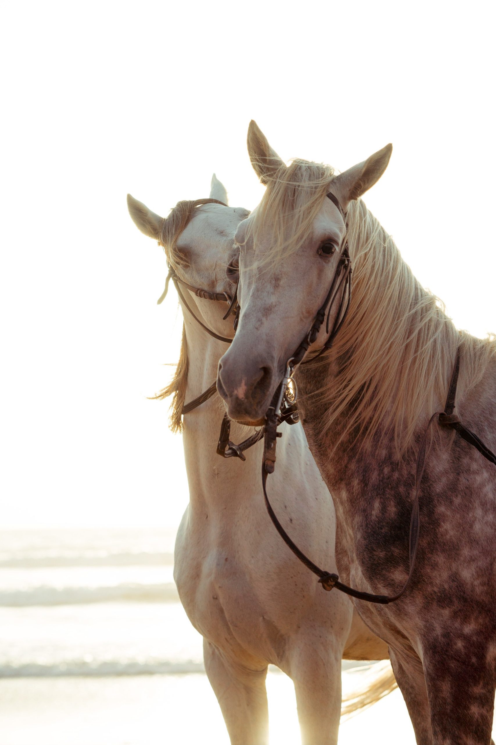 photo shoot with horses torremolinos