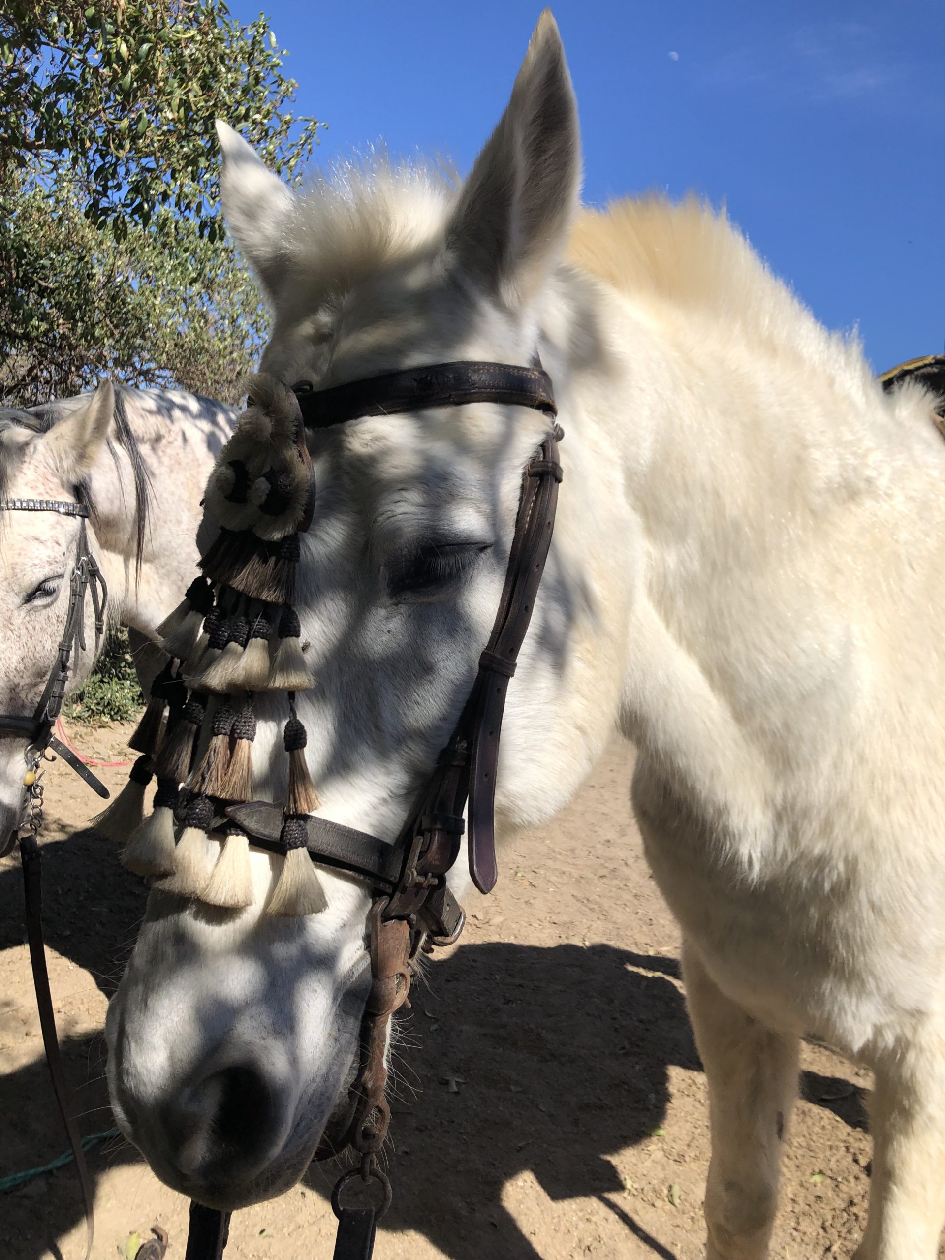 Rent horse torremolinos malaga
