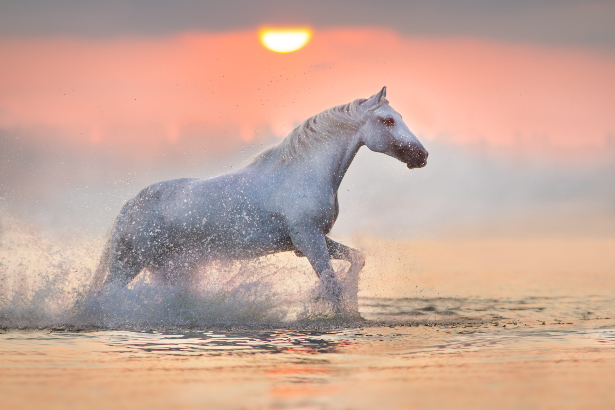 photo shoot horse on the beach malaga